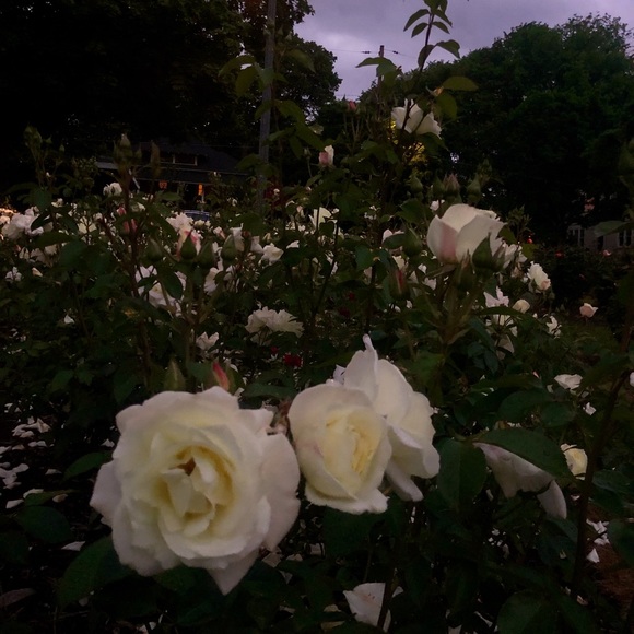 Meet your Posher, Rachel - Picture 1 of 1